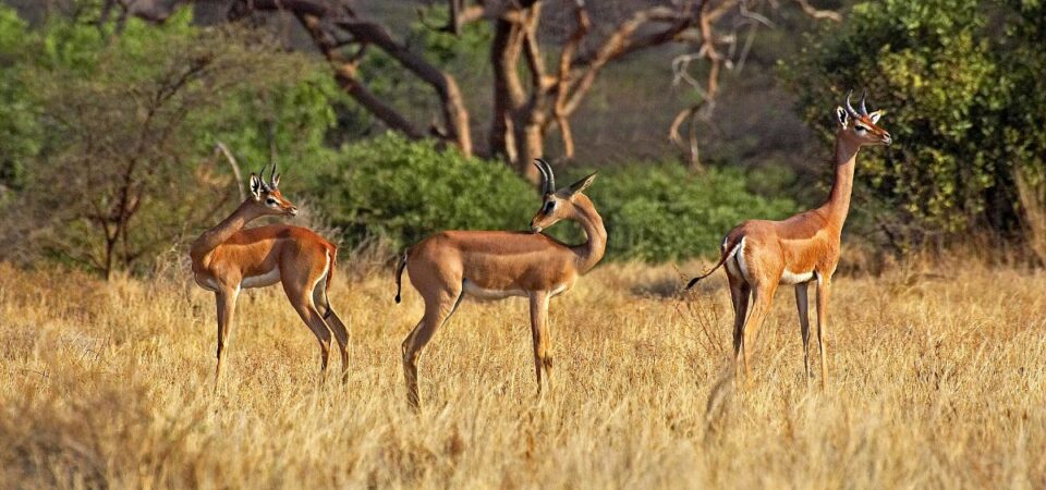 Samburu National Reserve - PD Tours & Safaris