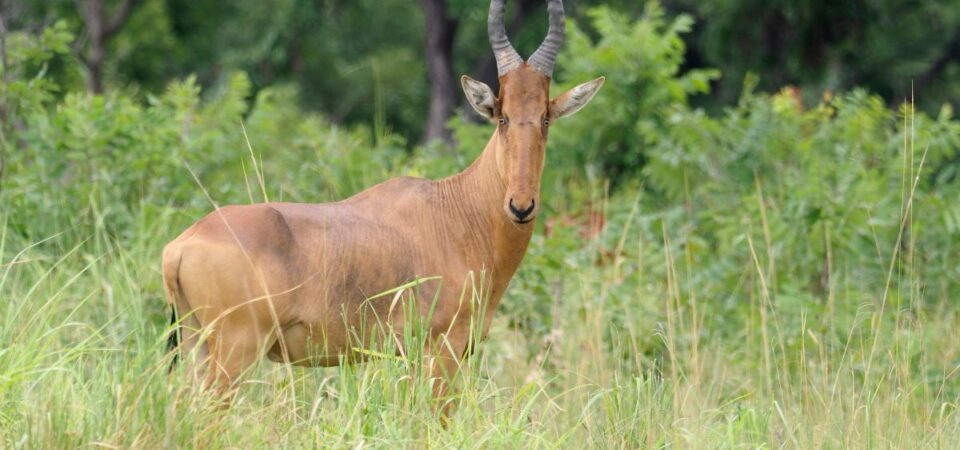 Samburu National Reserve - PD Tours & Safaris