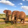 Elephants in Tsavo East National Park - PD Tours & Safaris